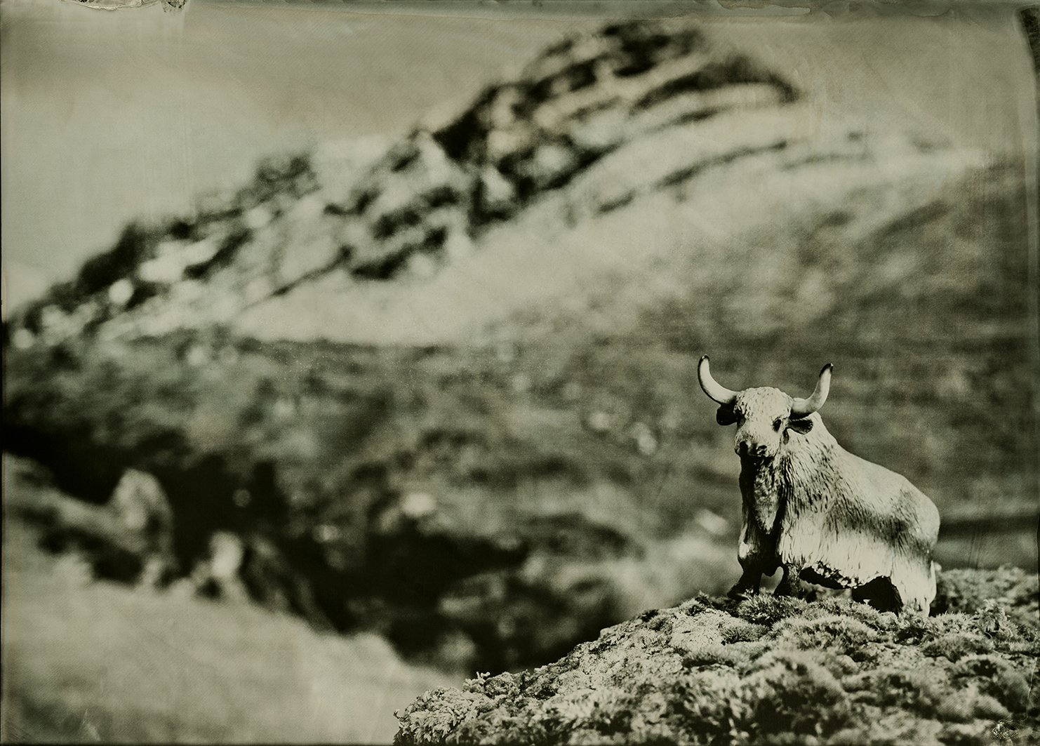 Wild Yak Kunoy Faroe islands